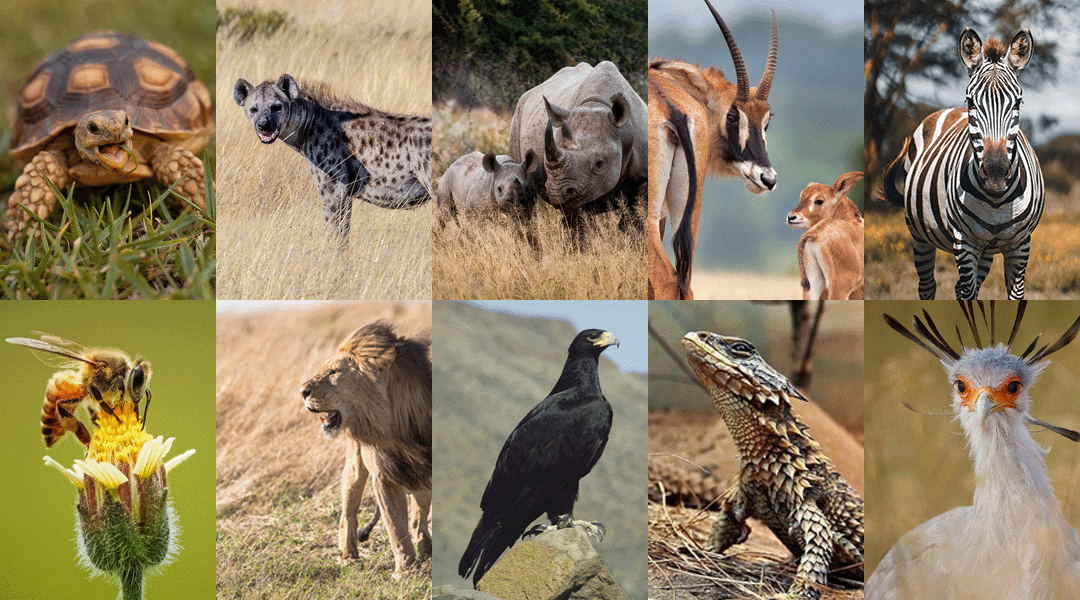 List of Wild Animals and Endangered Species of Africa